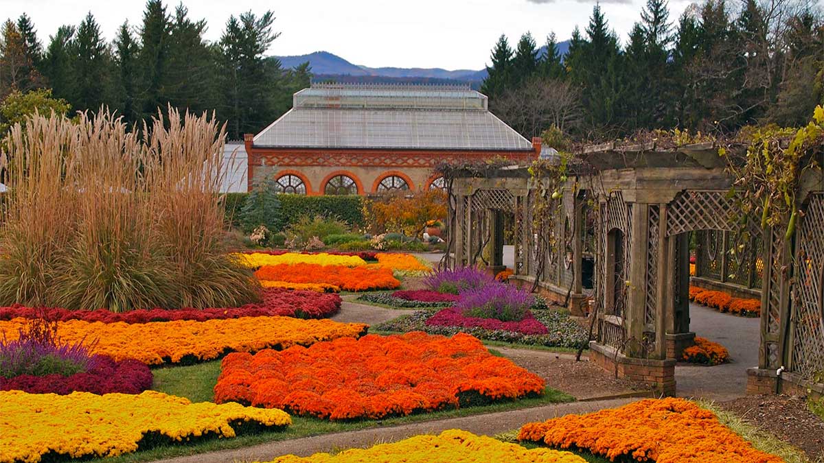A garden of Chrysanthemums